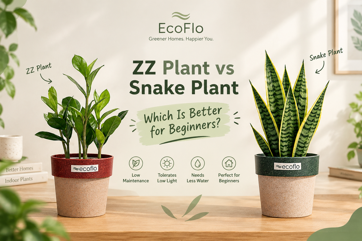 ZZ Plant vs Snake Plant: Which Is Better for Beginners?