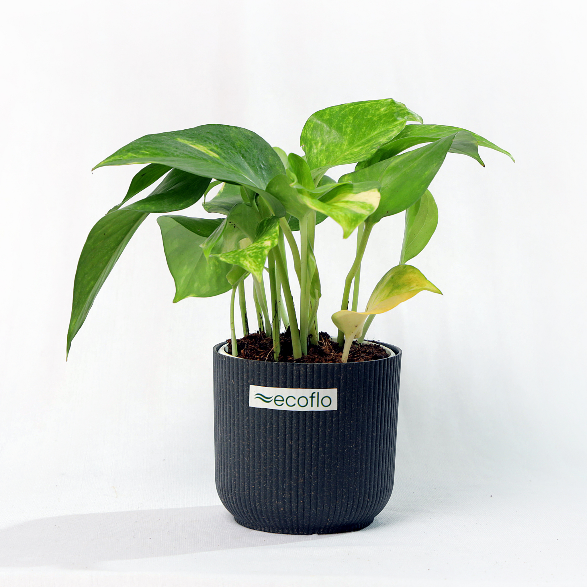 Variegated Green Money Plant