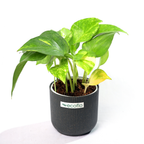 Variegated Green Money Plant