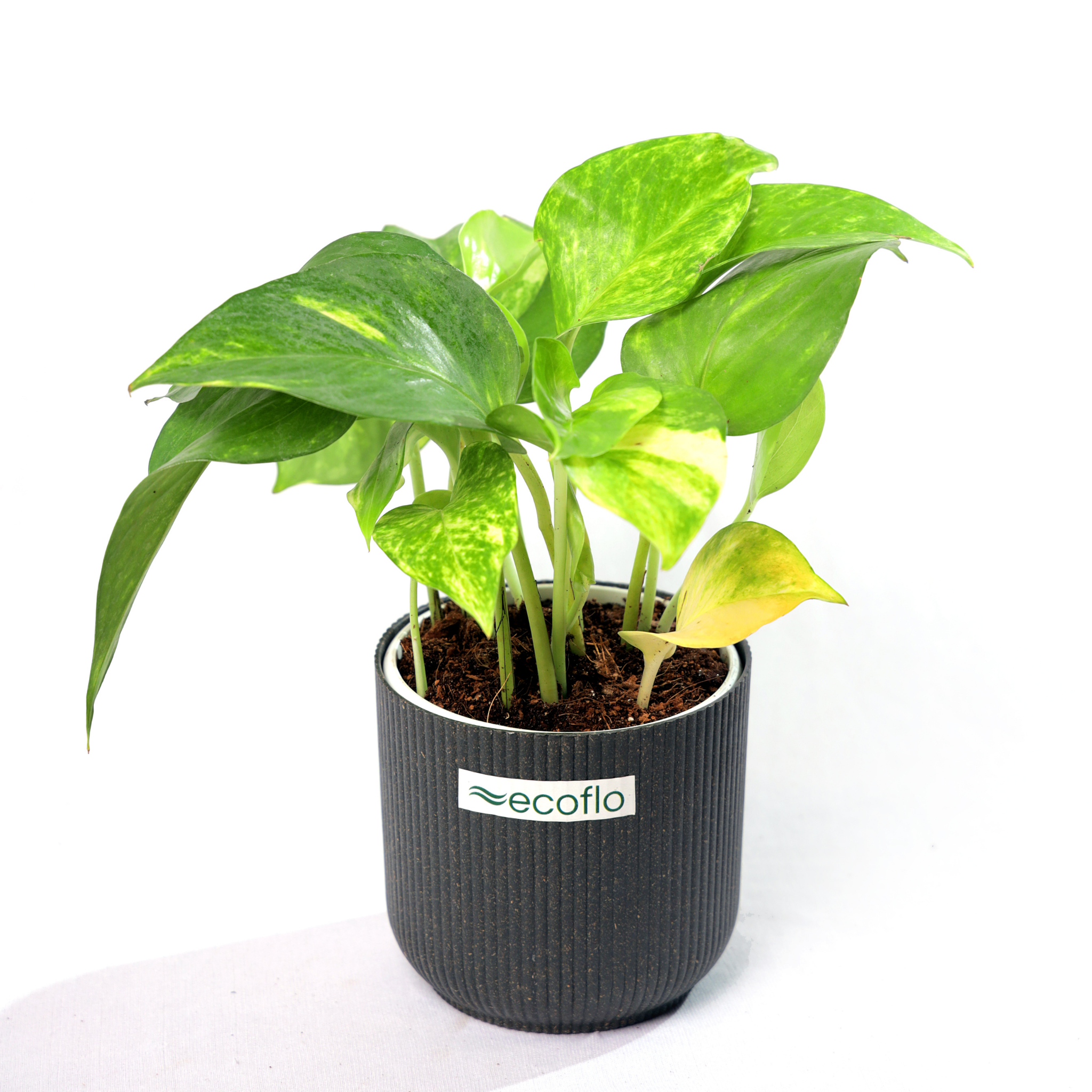 Variegated Green Money Plant