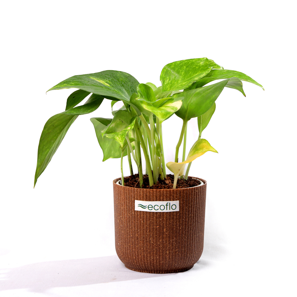 Variegated Green Money Plant