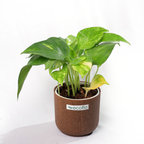 Variegated Green Money Plant
