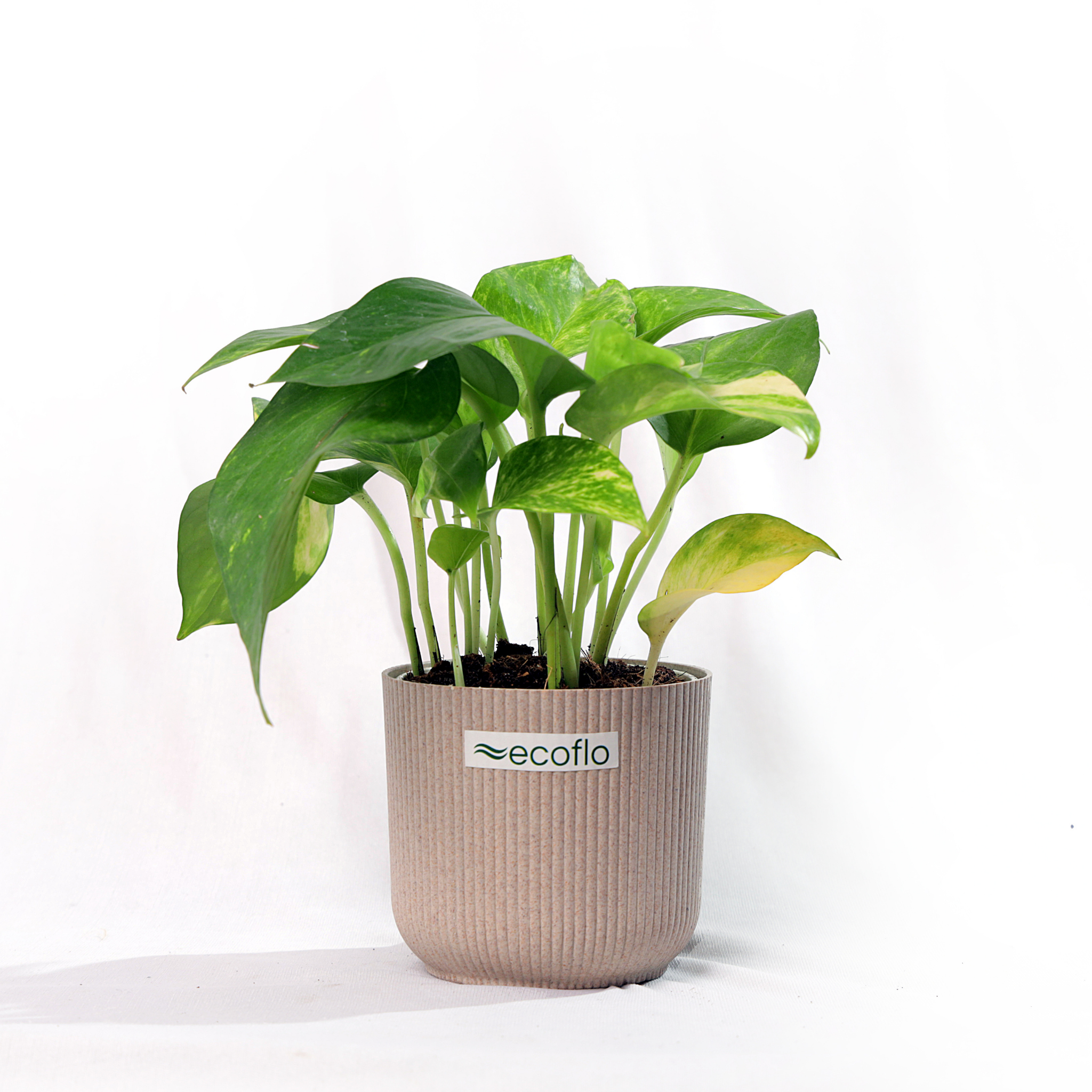 Variegated Green Money Plant