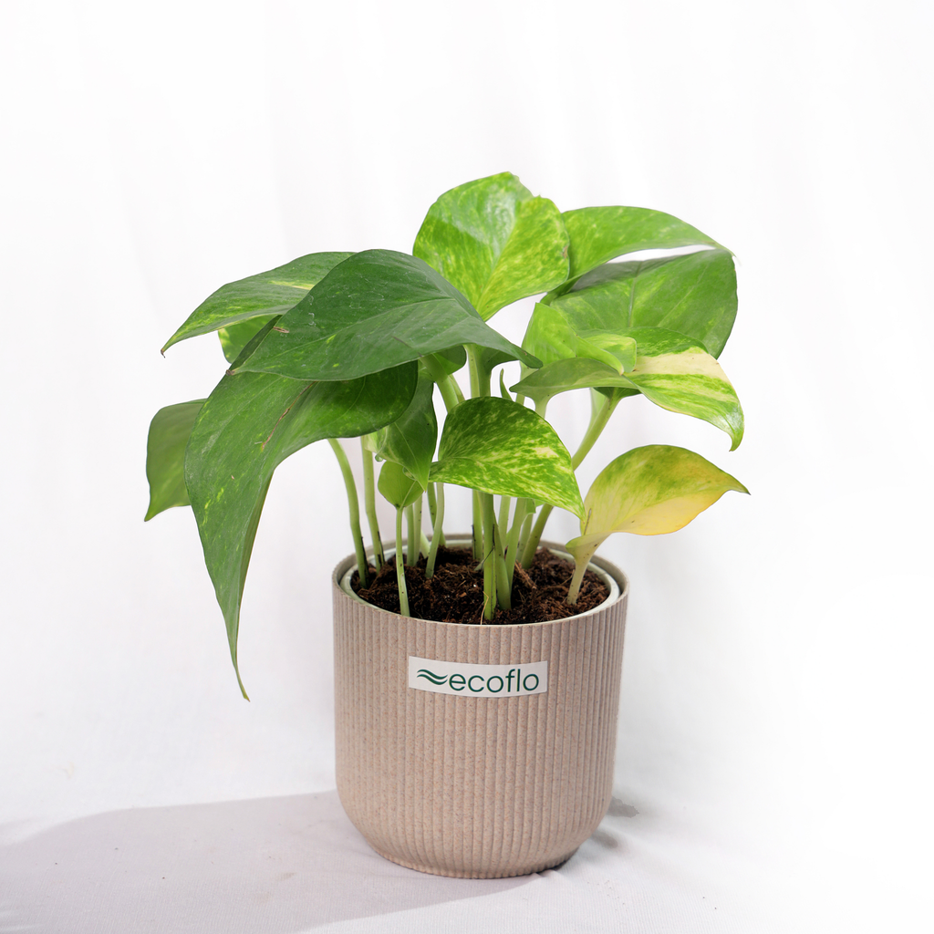 Variegated Green Money Plant