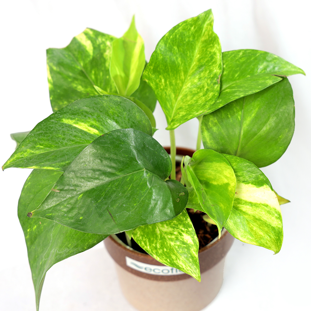 Variegated Green Money Plant