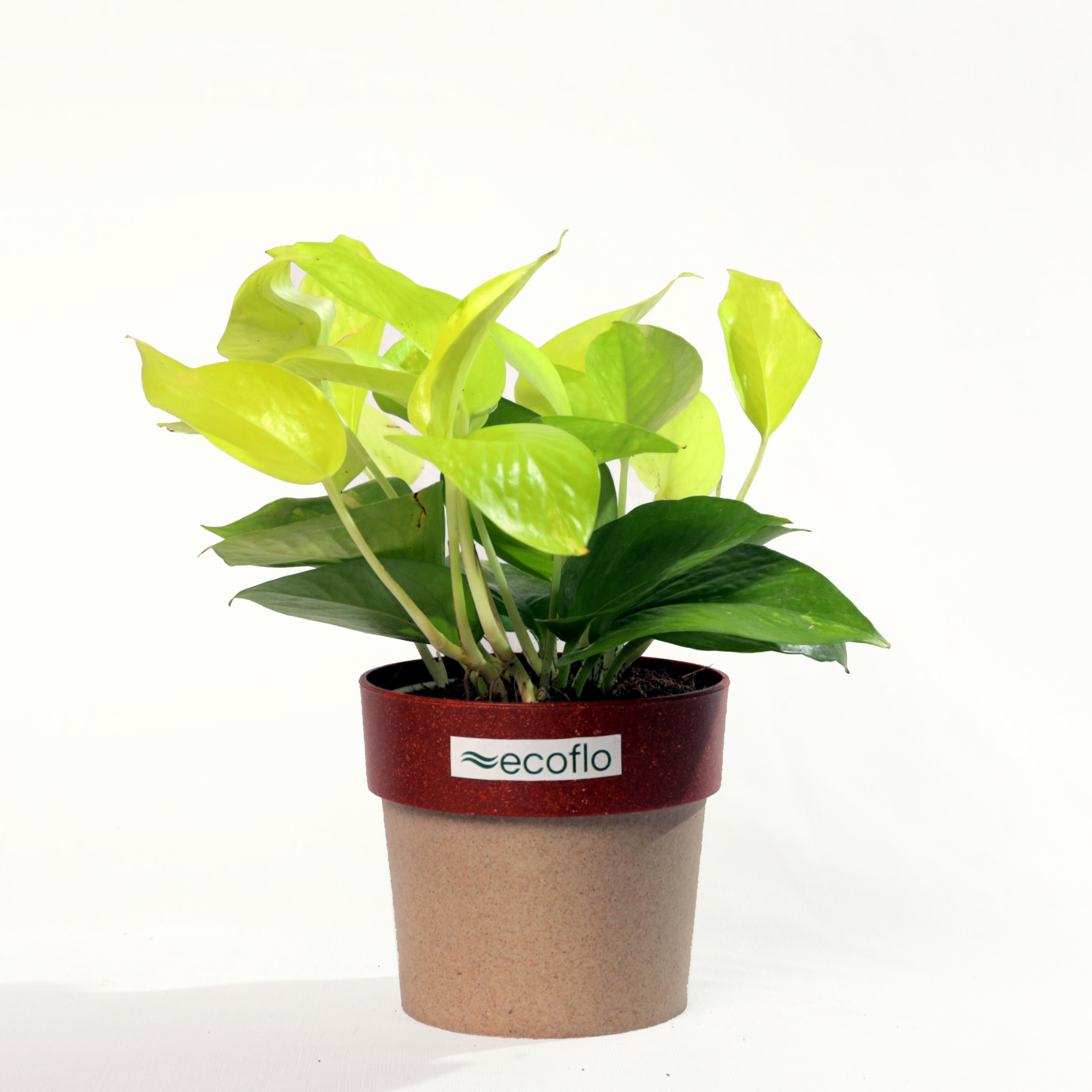 Golden Money Plant