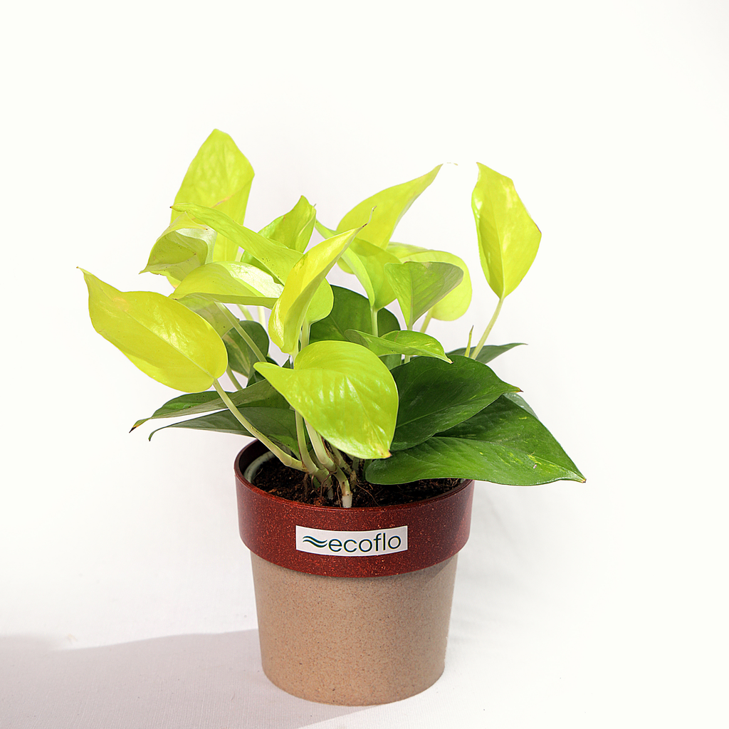 Golden Money Plant
