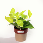Golden Money Plant