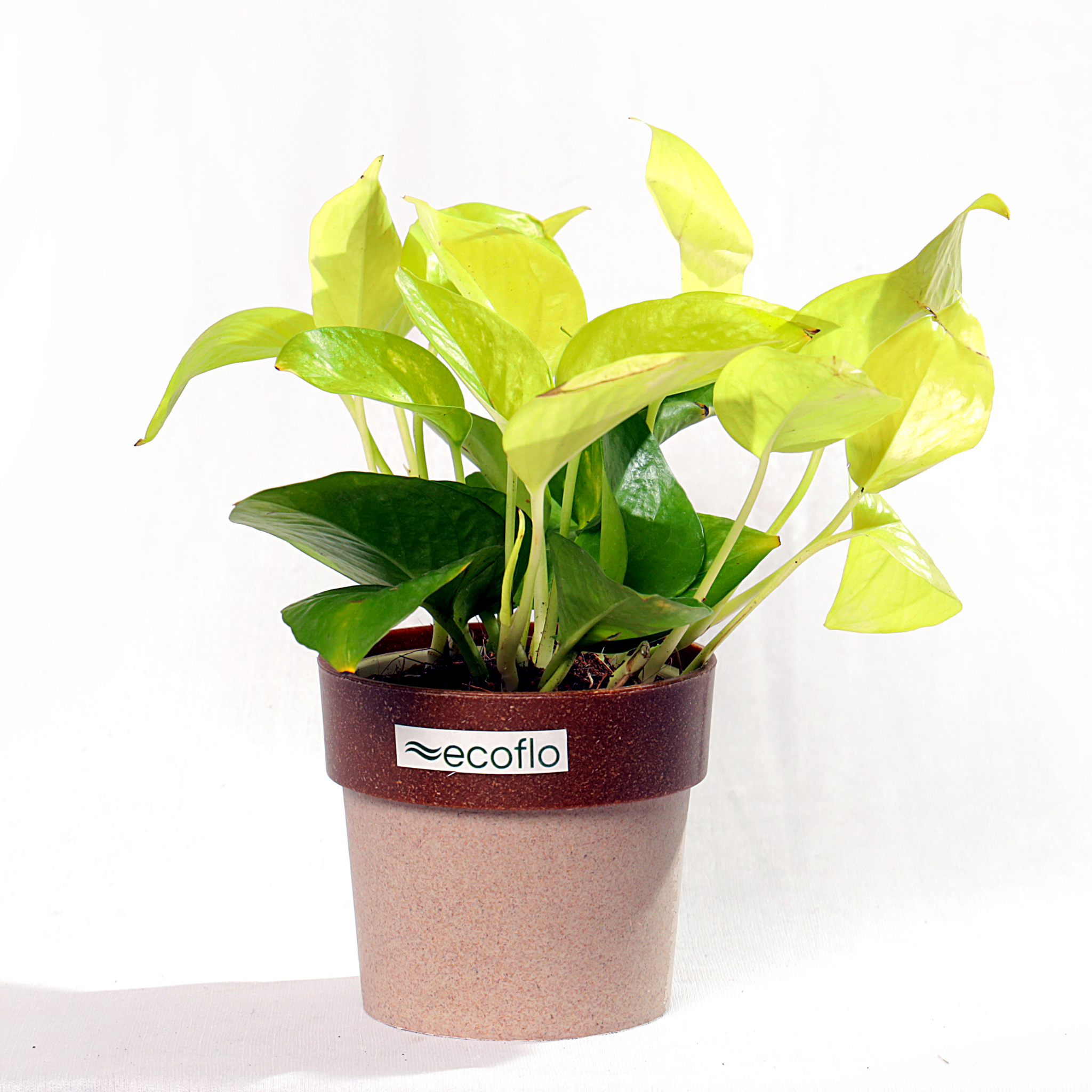 Golden Money Plant