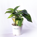 Variegated Green Money Plant