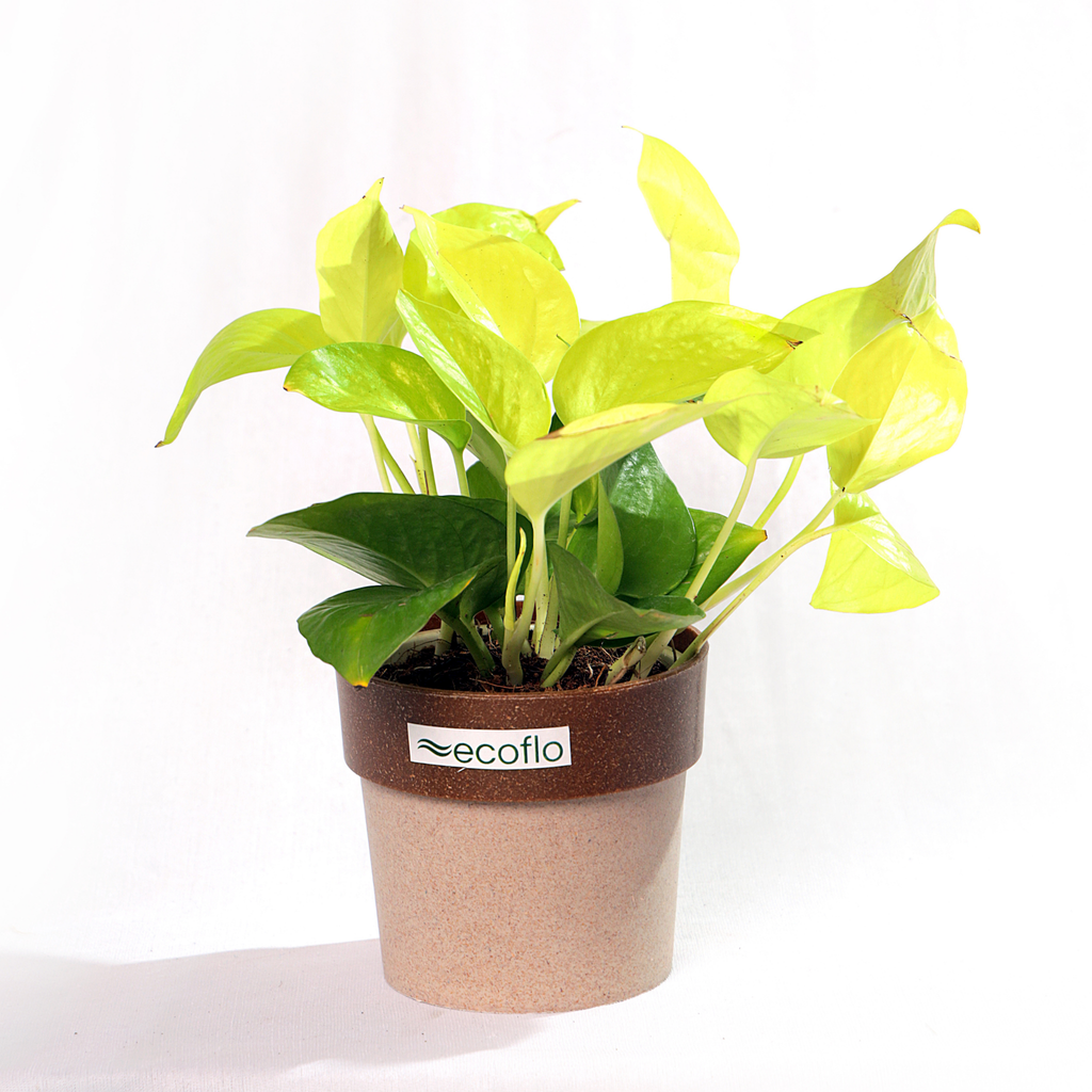 Golden Money Plant