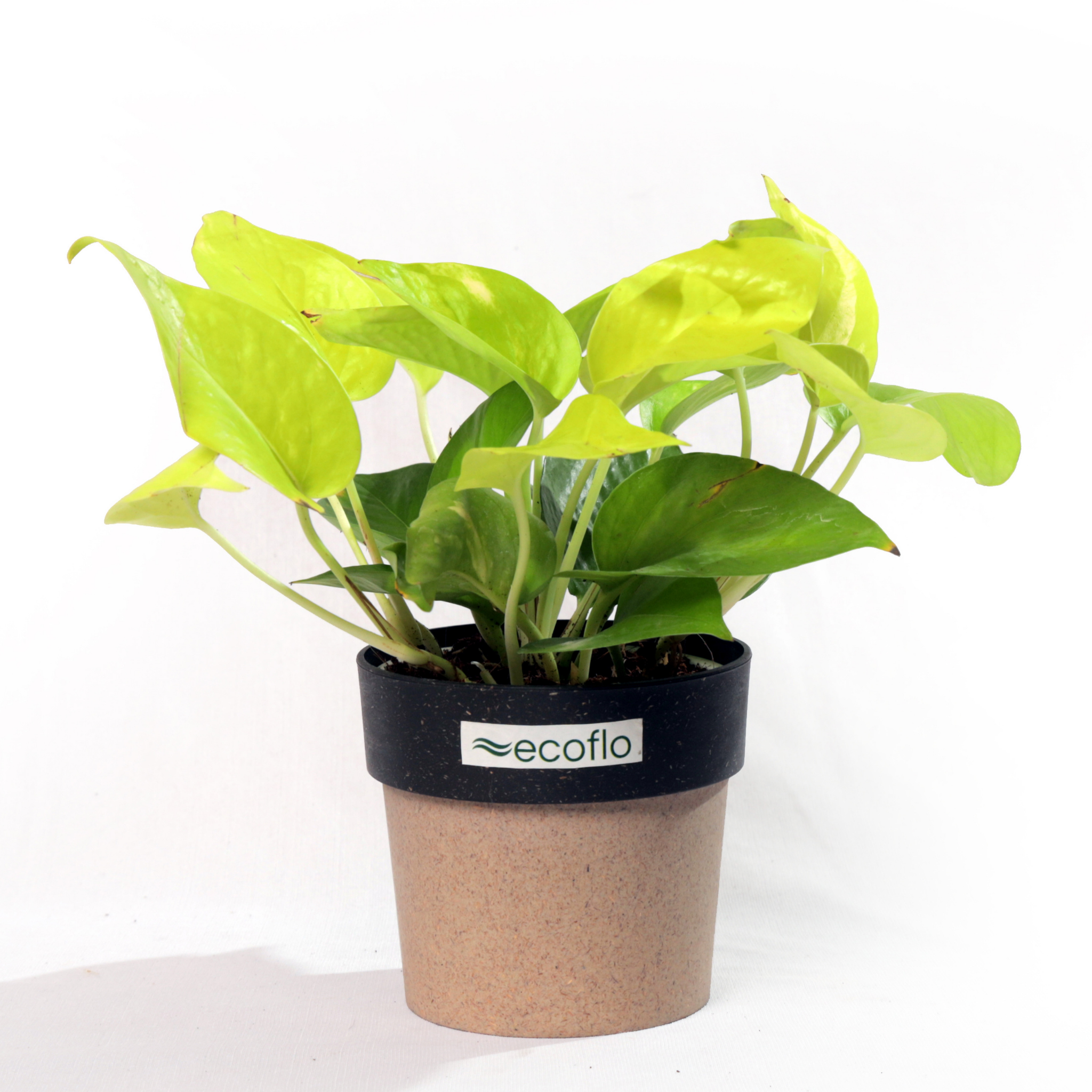 Golden Money Plant