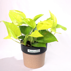 Golden Money Plant