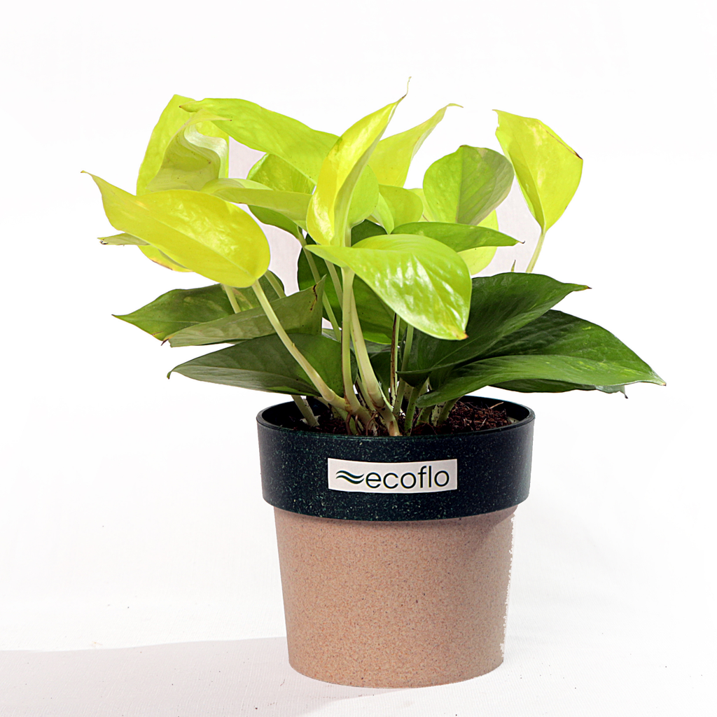 Golden Money Plant