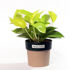 Golden Money Plant