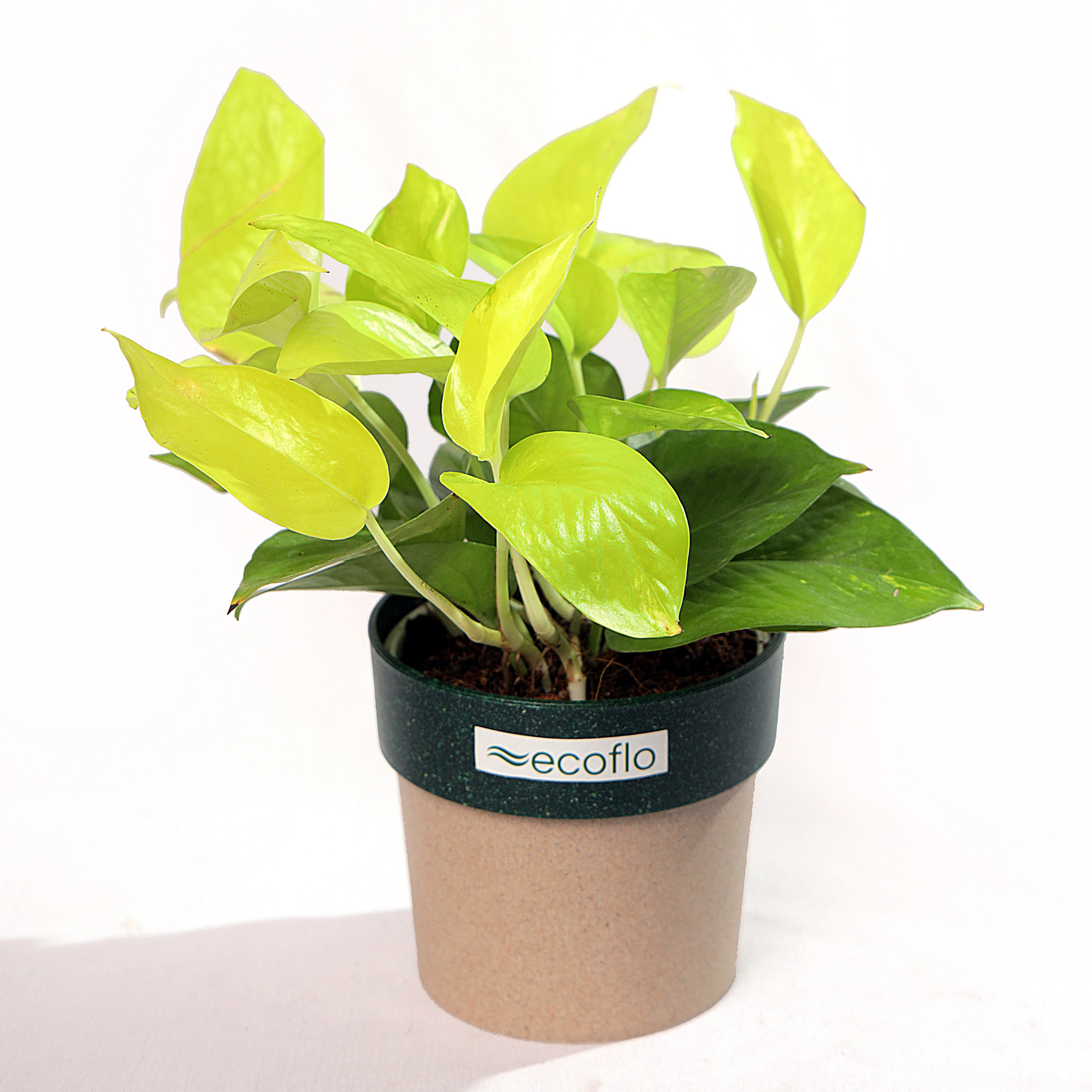 Golden Money Plant