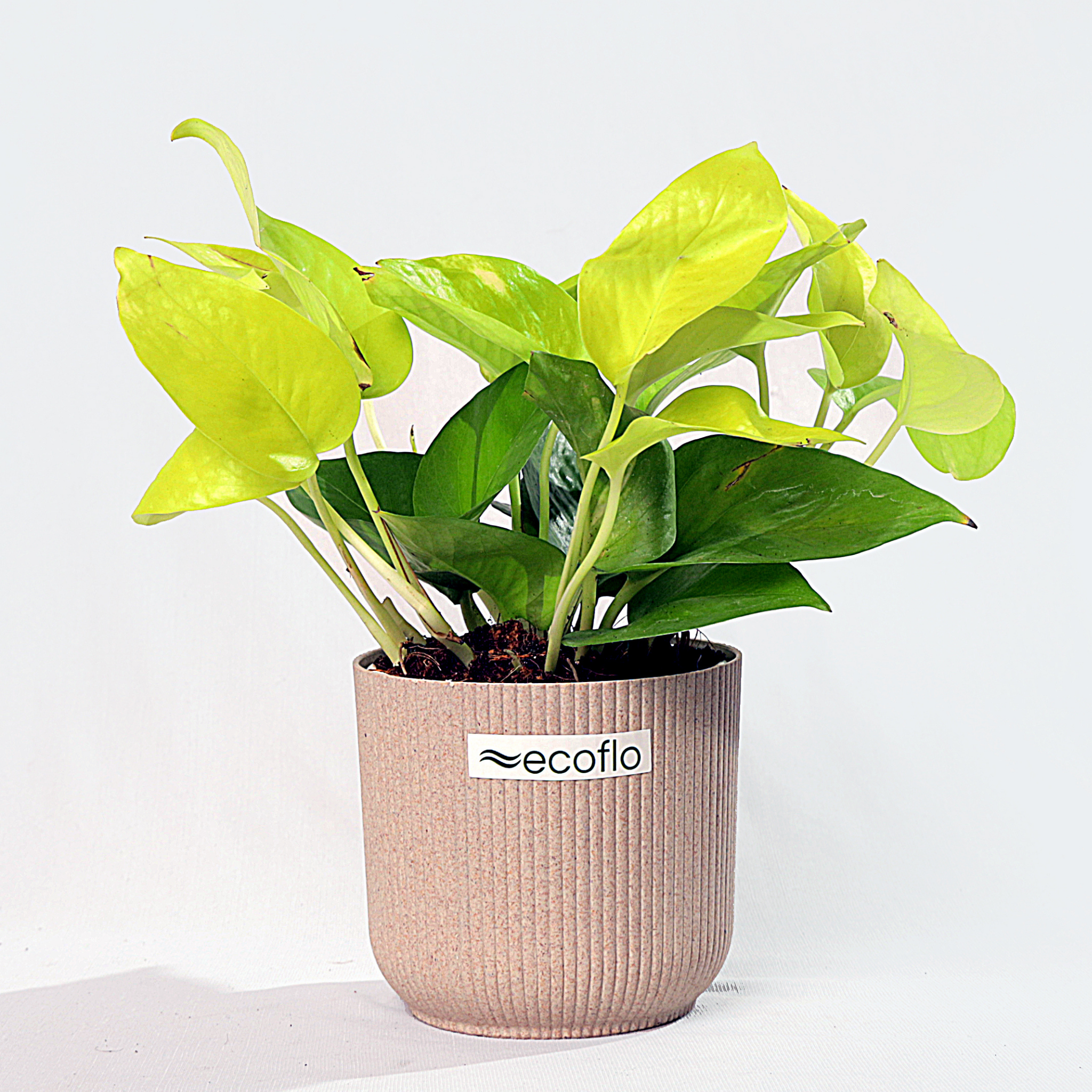 Golden Money Plant