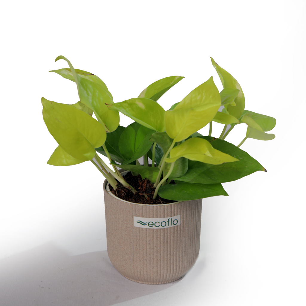 Golden Money Plant