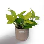 Golden Money Plant