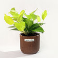 Golden Money Plant