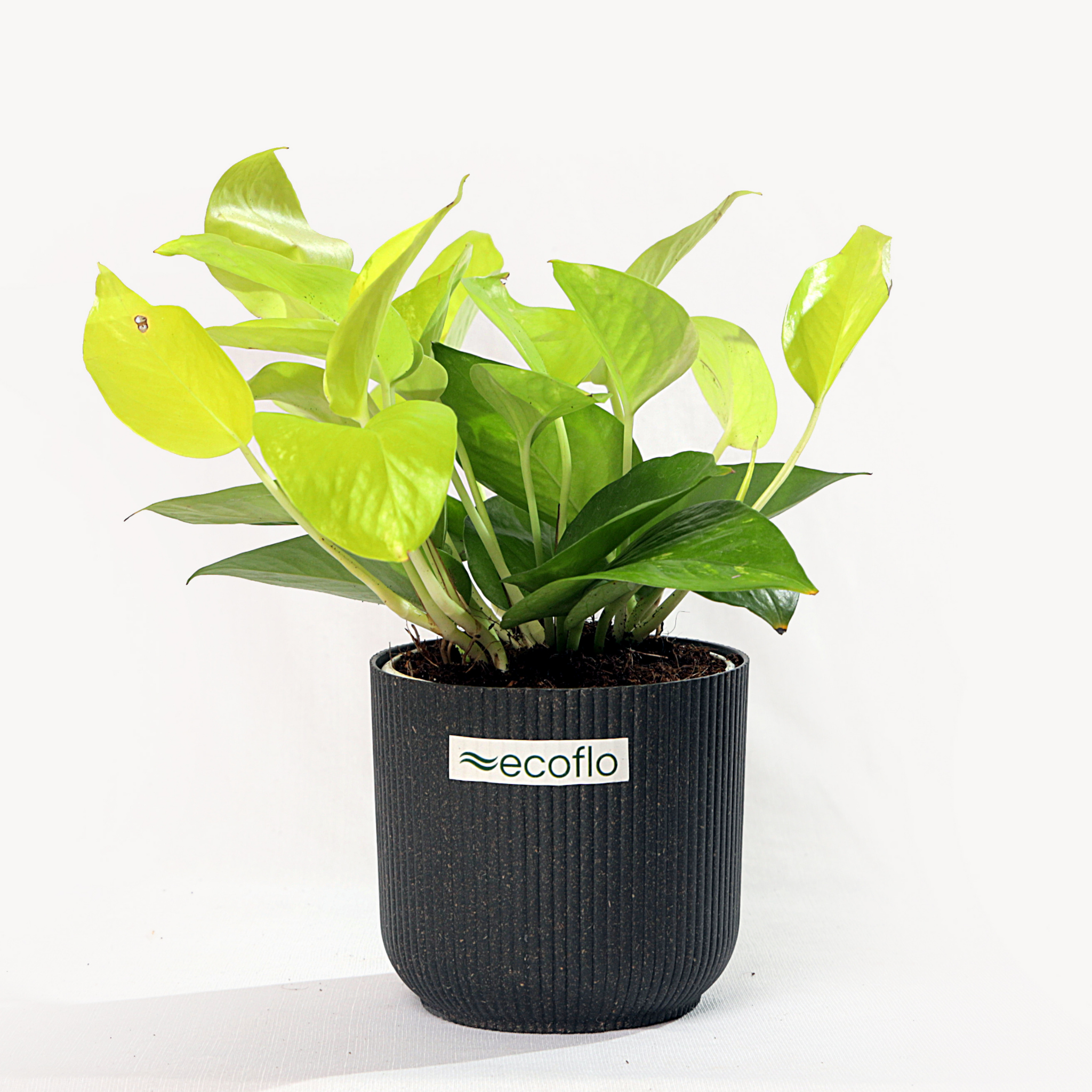 Golden Money Plant