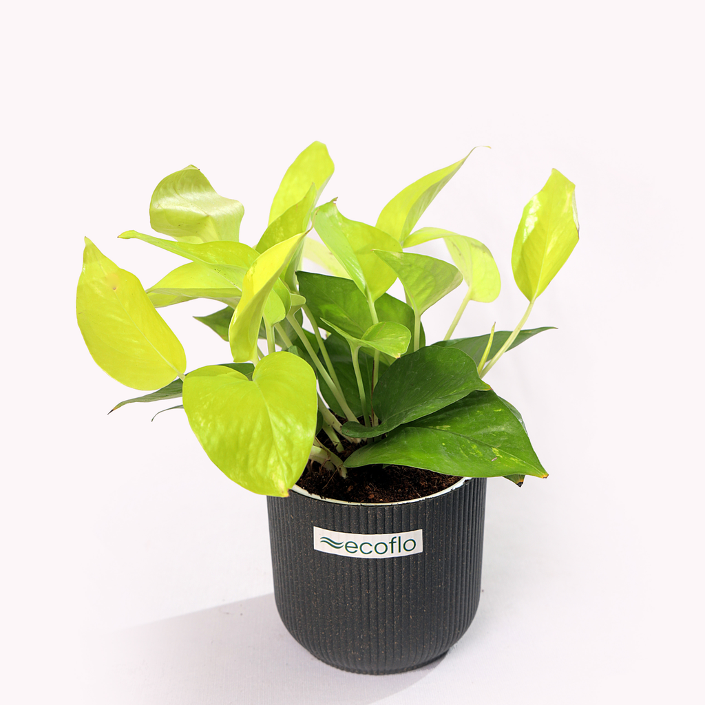 Golden Money Plant