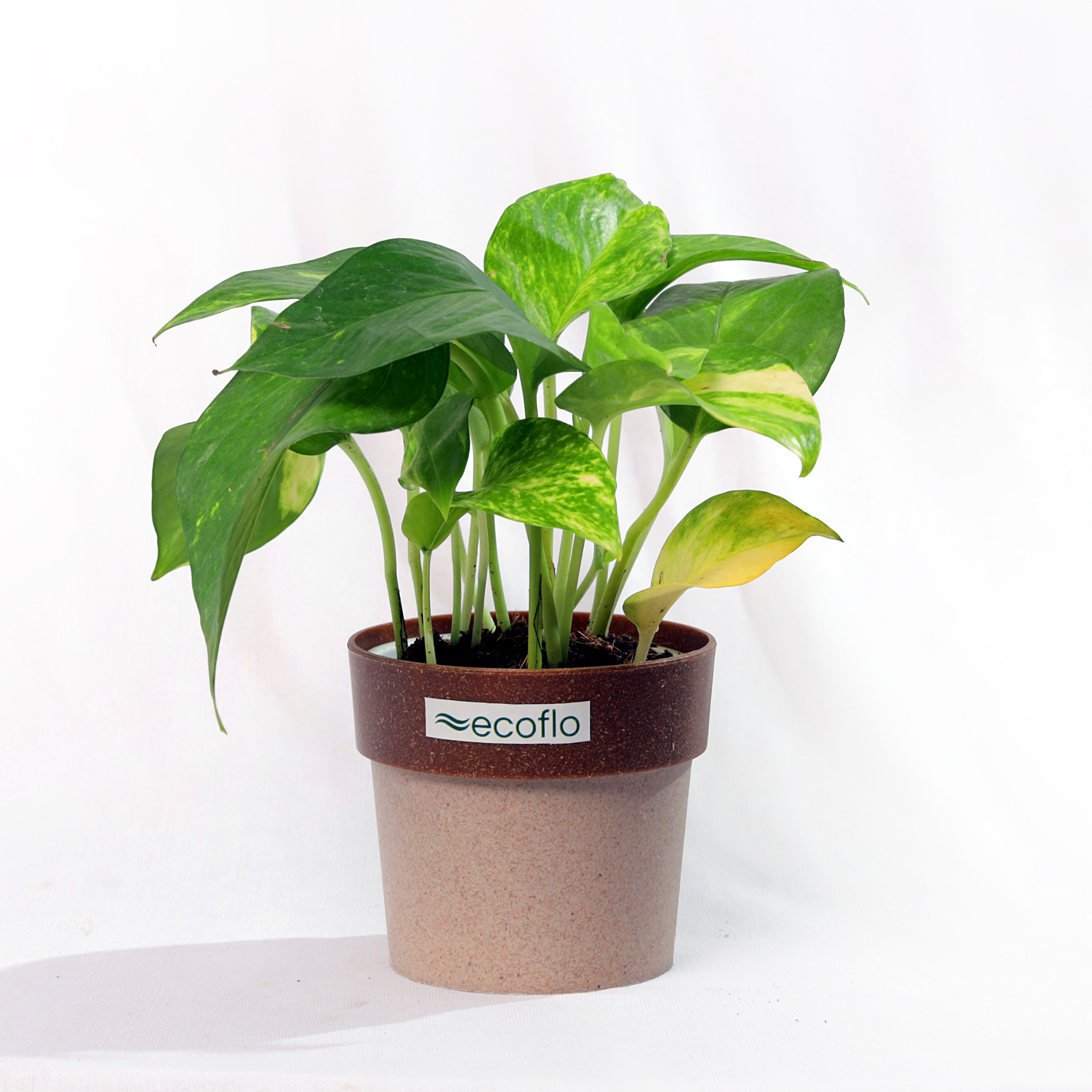 Variegated Green Money Plant