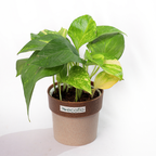 Variegated Green Money Plant