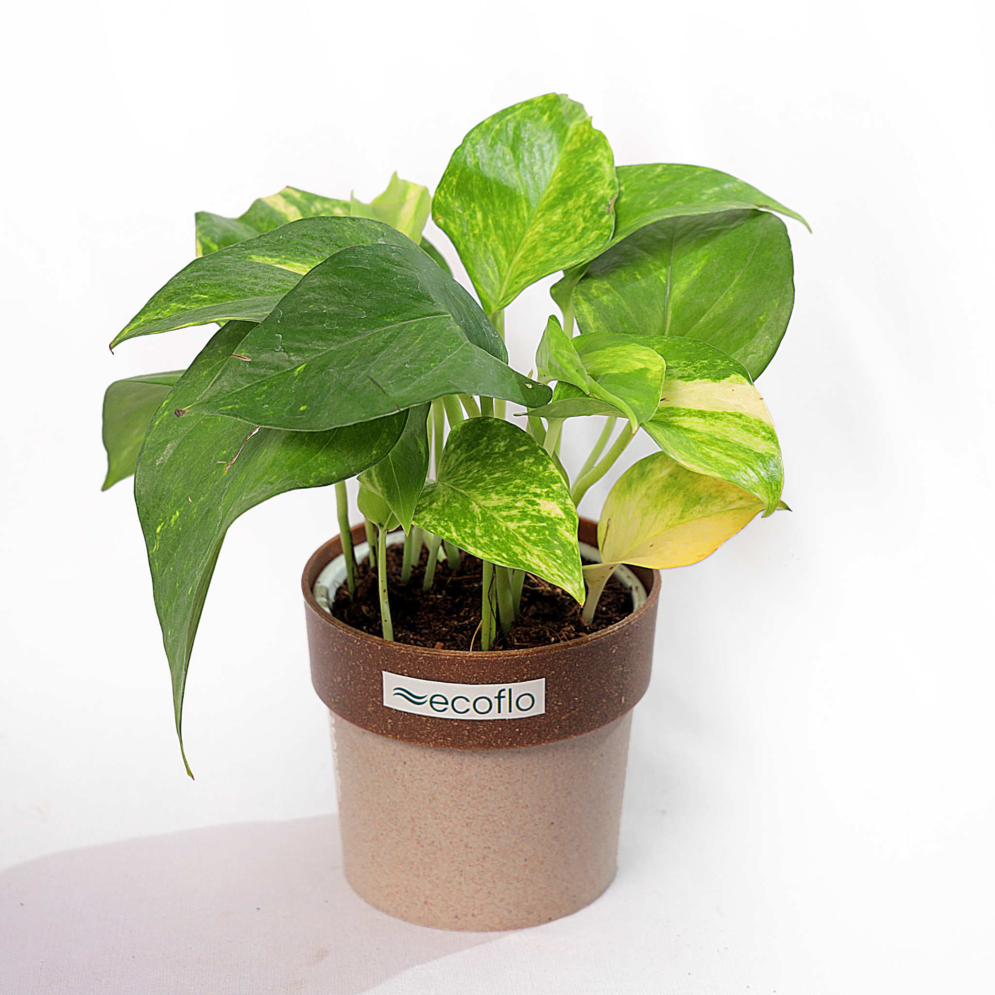 Variegated Green Money Plant