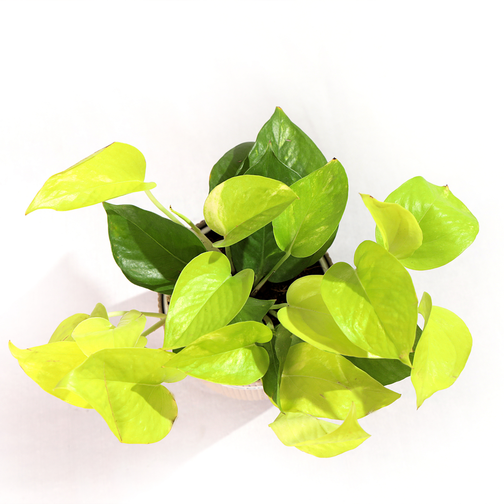 Golden Money Plant