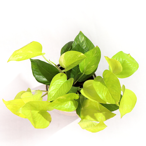 Golden Money Plant