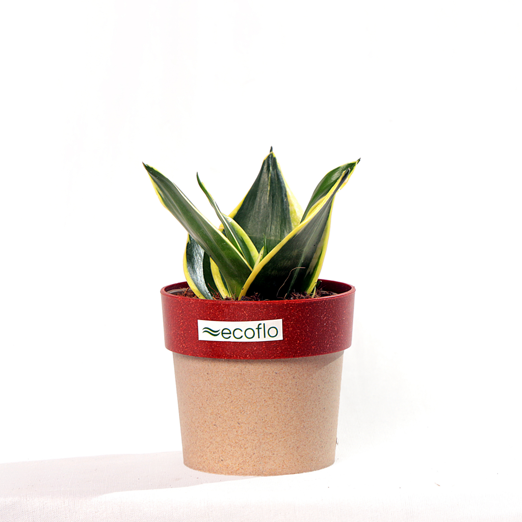 Snake Plant Golden Hahnii