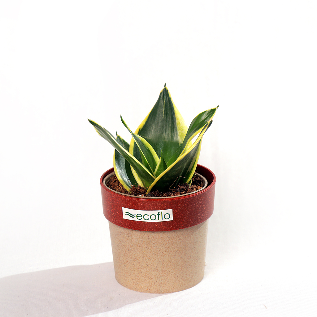 Snake Plant Golden Hahnii
