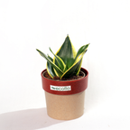 Snake Plant Golden Hahnii