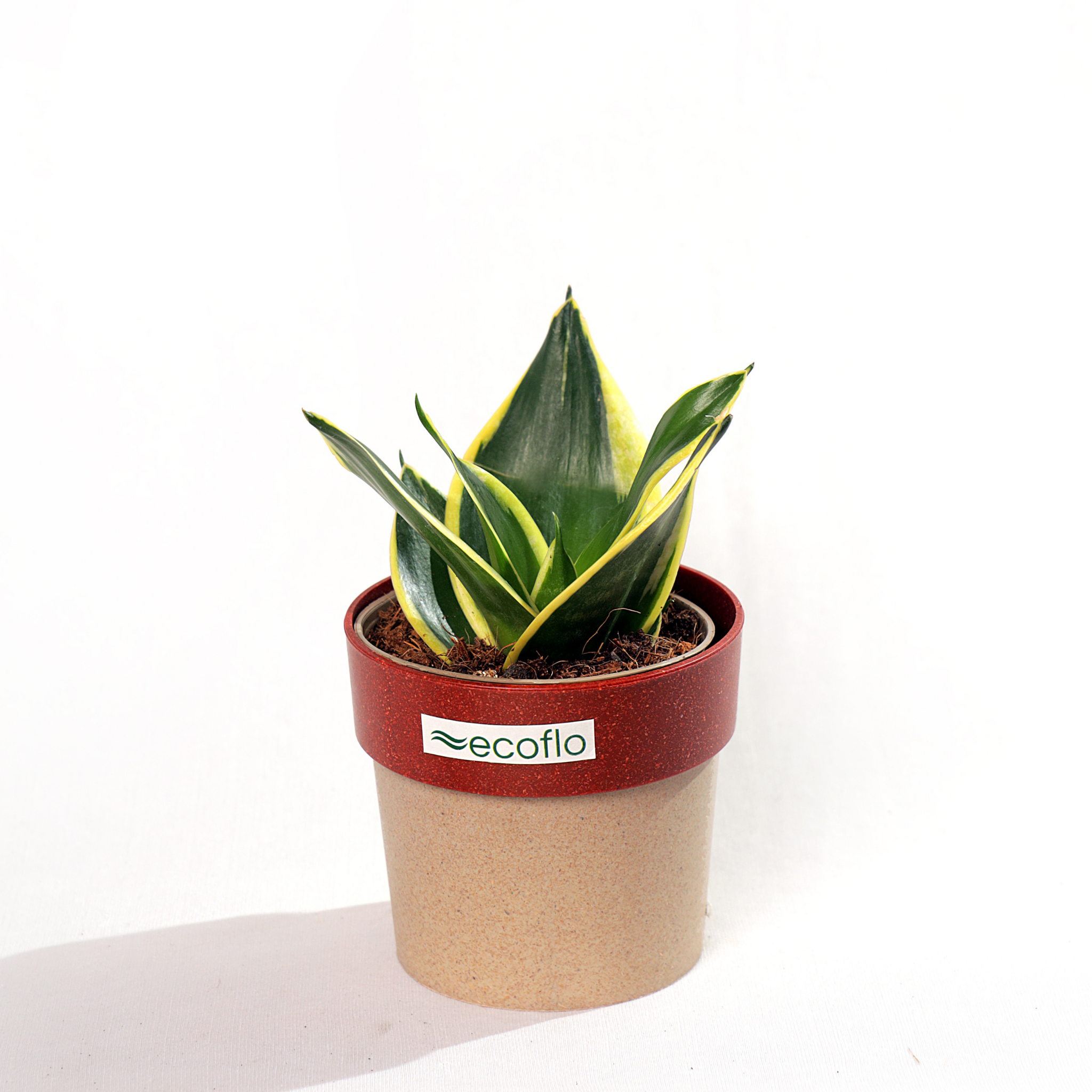 Snake Plant Golden Hahnii