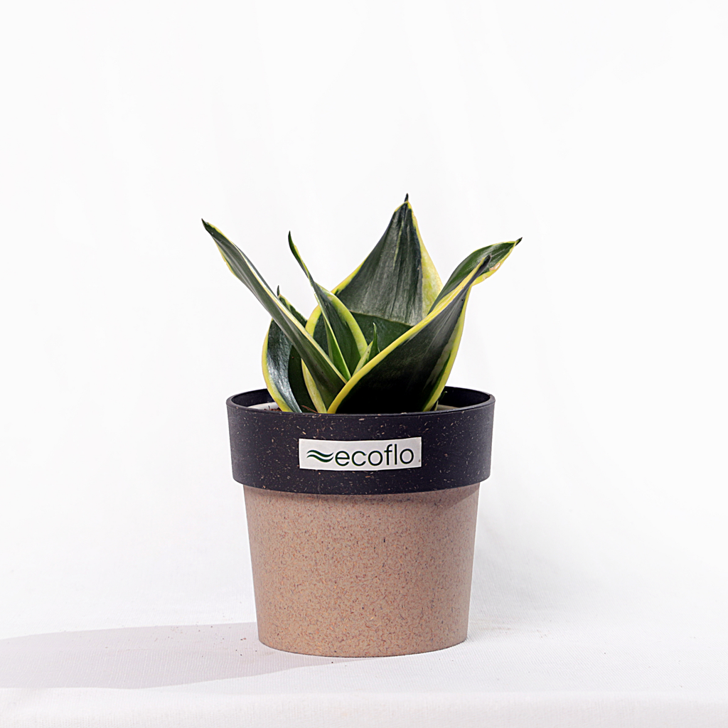 Snake Plant Golden Hahnii