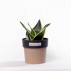 Snake Plant Golden Hahnii