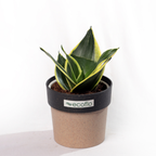 Snake Plant Golden Hahnii
