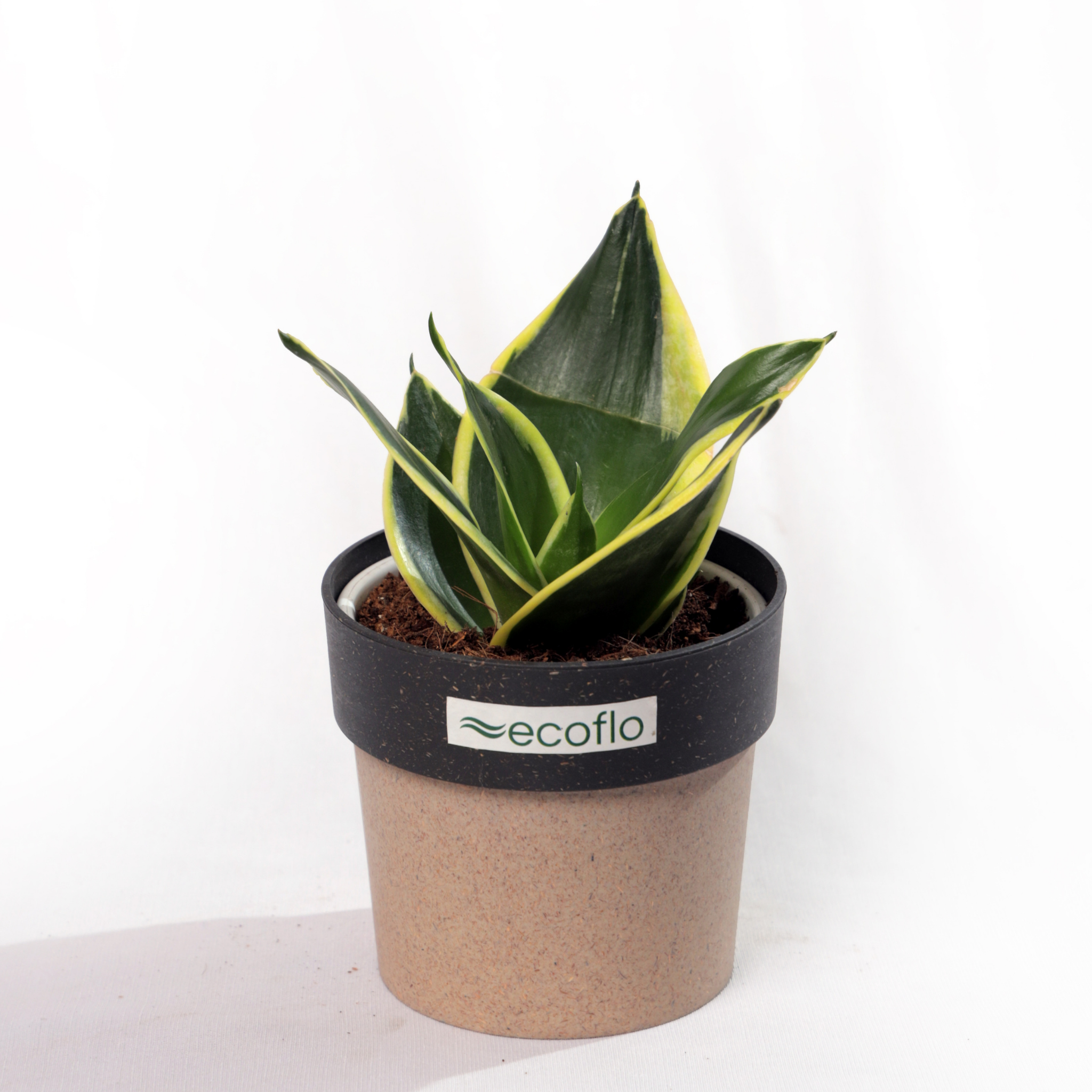 Snake Plant Golden Hahnii