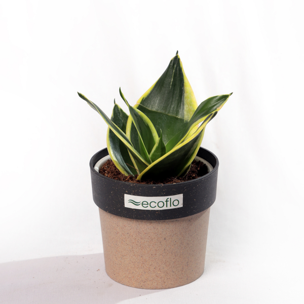 Snake Plant Golden Hahnii