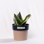 Snake Plant Golden Hahnii