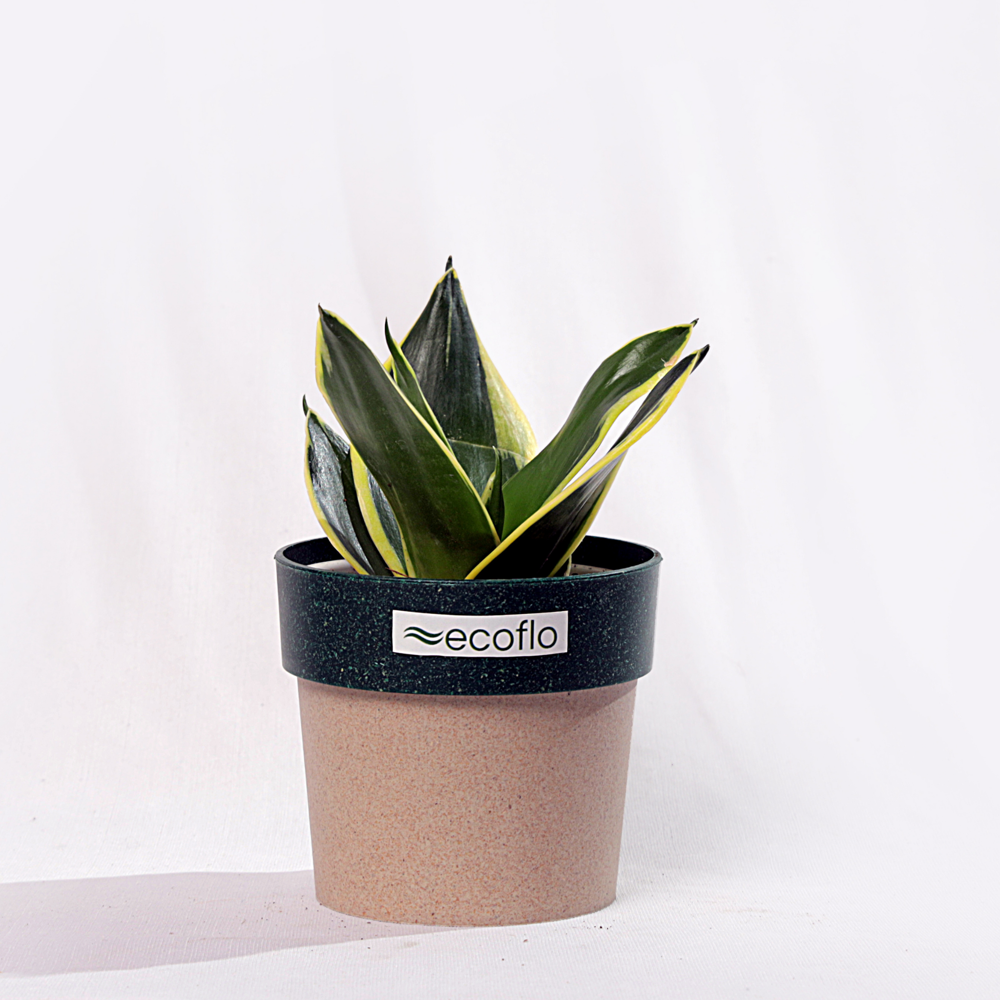 Snake Plant Golden Hahnii