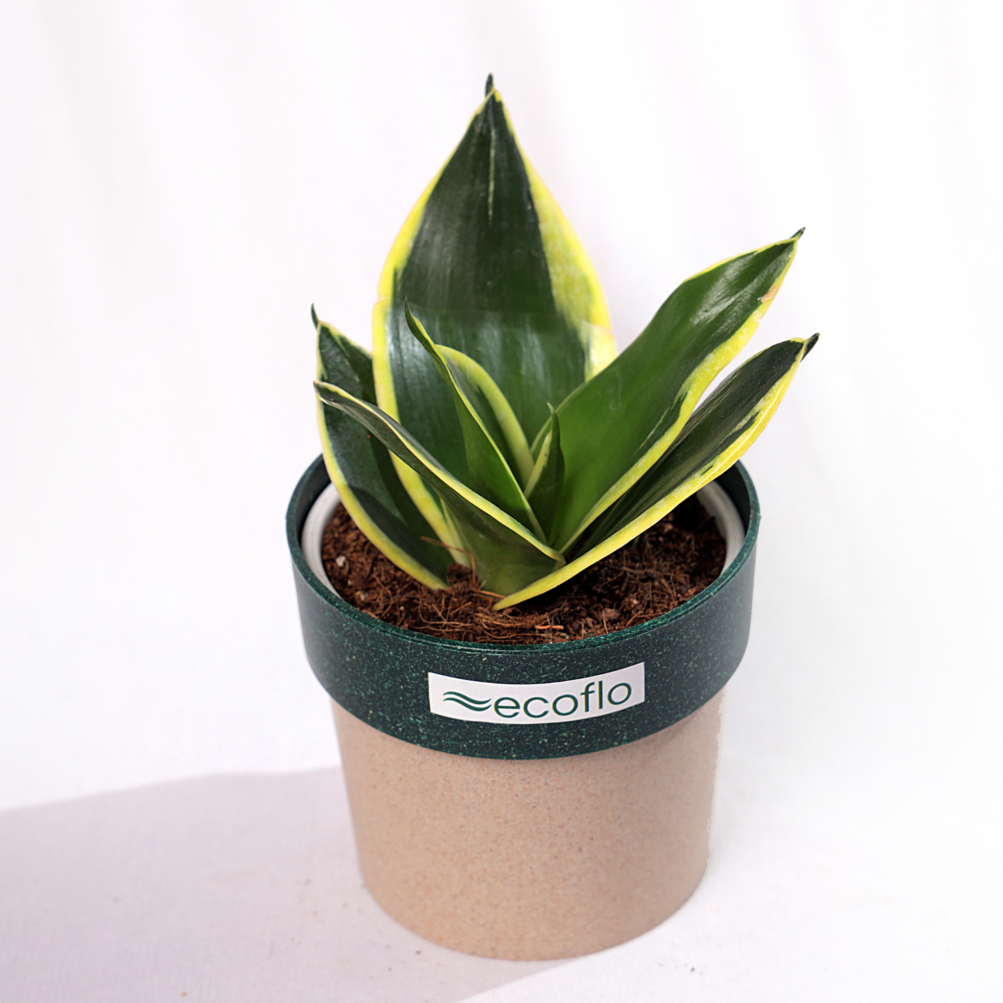 Snake Plant Golden Hahnii