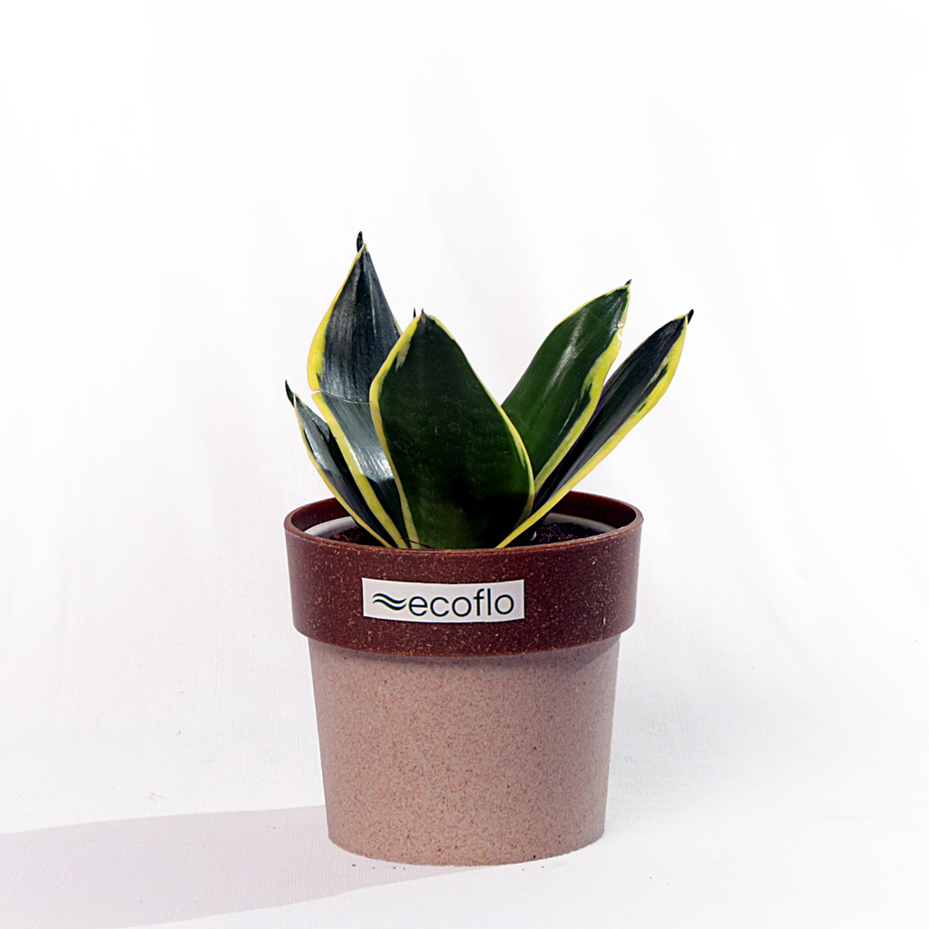 Snake Plant Golden Hahnii