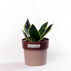 Snake Plant Golden Hahnii