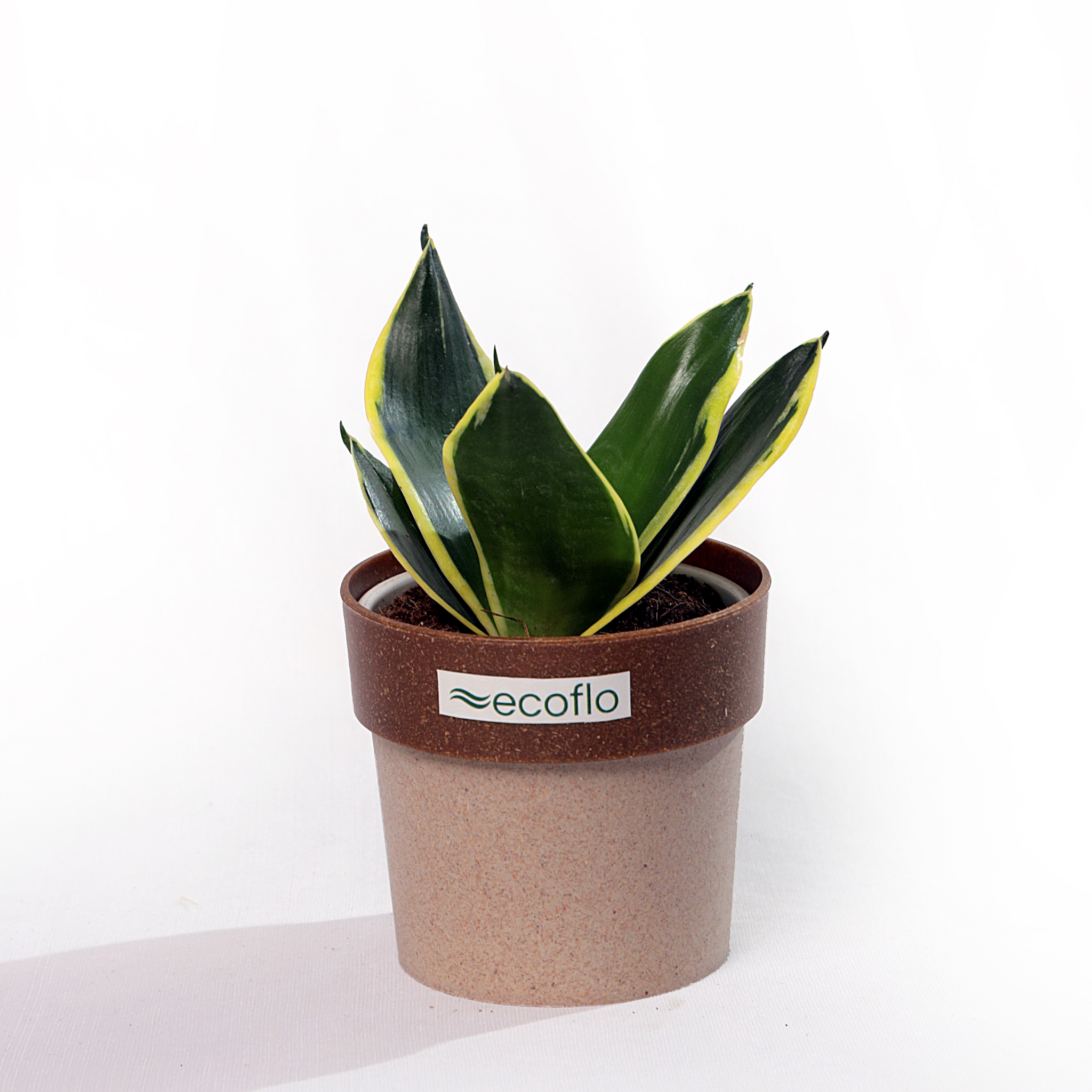 Snake Plant Golden Hahnii