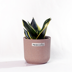 Snake Plant Golden Hahnii