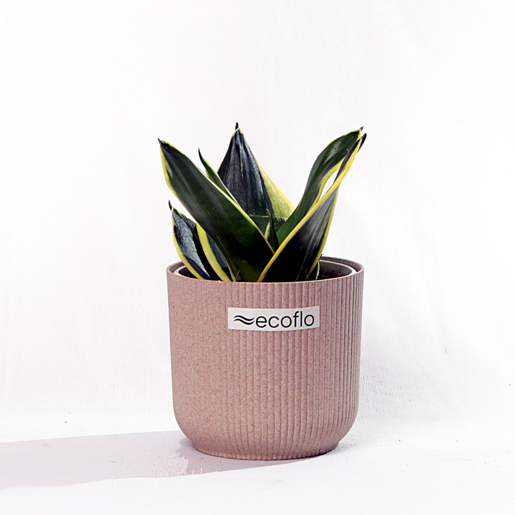 Snake Plant Golden Hahnii