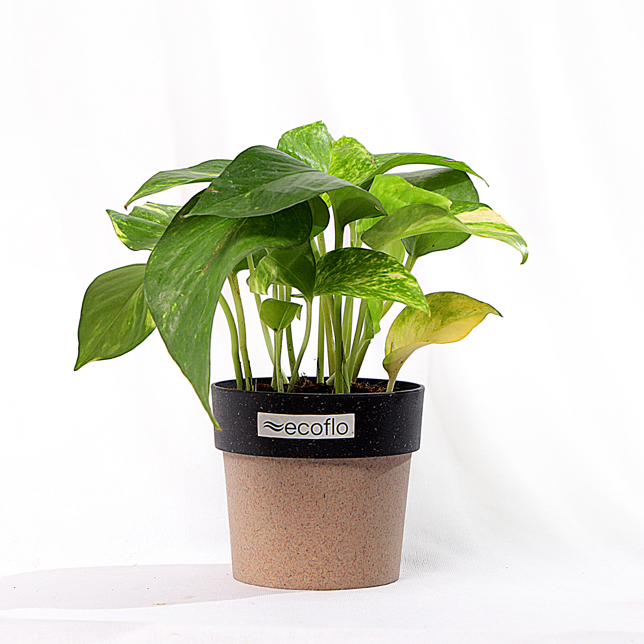 Variegated Green Money Plant