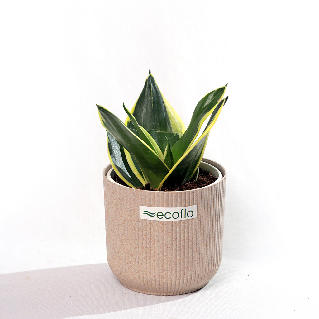 Snake Plant Golden Hahnii